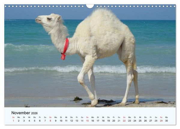 Produktbild: Die Kameliden. H&uuml;bsche Kamele, Lamas und Alpakas (Wandkalender 2026 DIN A3 quer), CALVENDO Monatskalender