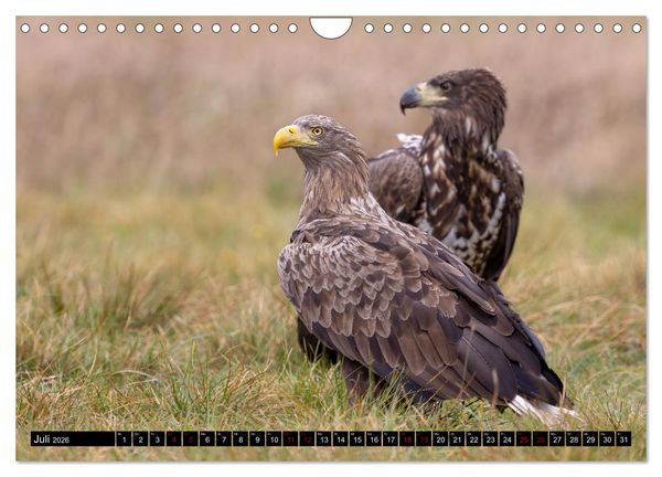 Produktbild: Seeadler in Polen (Wandkalender 2026 DIN A4 quer), CALVENDO Monatskalender