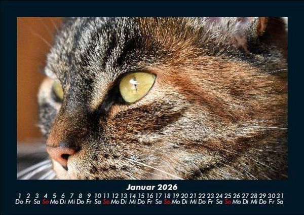 Produktbild: F&uuml;r Katzenfreunde 2026 Fotokalender DIN A5