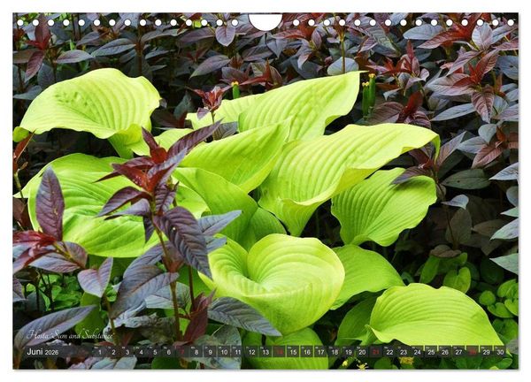 Produktbild: Hosta Staude mit Herz (Wandkalender 2026 DIN A4 quer), CALVENDO Monatskalender