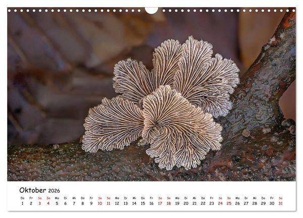 Produktbild: Pilzgalerie - Heimische Pilze von ihrer sch&ouml;nsten Seite (Wandkalender 2026 DIN A3 quer), CALVENDO Monatskalender