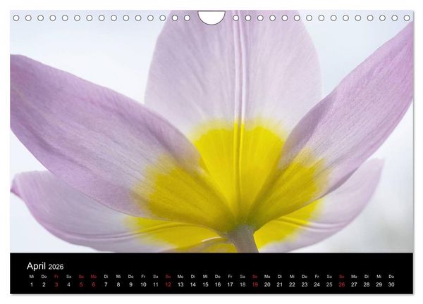 Produktbild: Blumige Farben (Wandkalender 2026 DIN A4 quer), CALVENDO Monatskalender