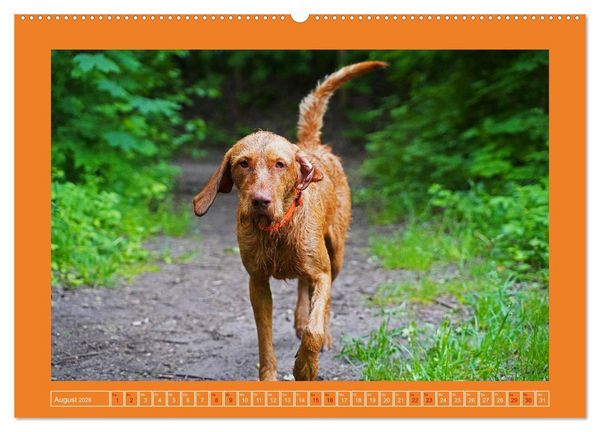 Produktbild: Faszination Magyar Vizsla (Wandkalender 2026 DIN A2 quer), CALVENDO Monatskalender