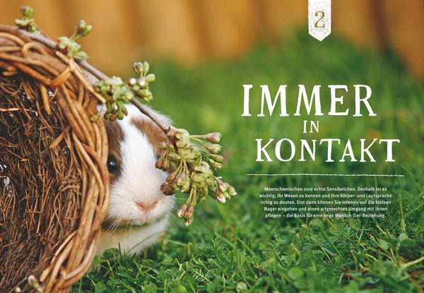 Produktbild: Neugierige Meerschweinchen