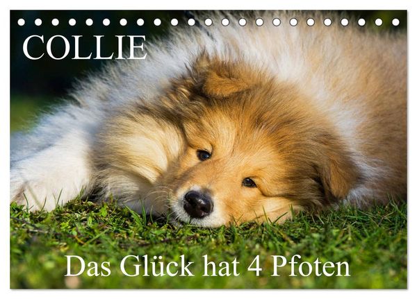 Produktbild: Collie - Das Gl&uuml;ck hat 4 Pfoten (Tischkalender 2026 DIN A5 quer), CALVENDO Monatskalender