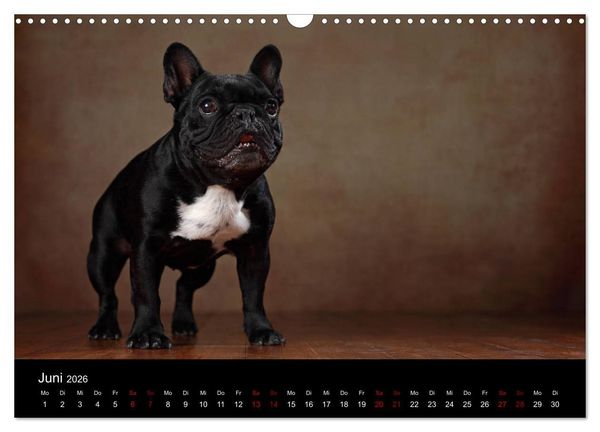 Produktbild: Charme auf vier Pfoten - Franz&ouml;sische Bulldoggen Portraits (Wandkalender 2026 DIN A3 quer), CALVENDO Monatskalender