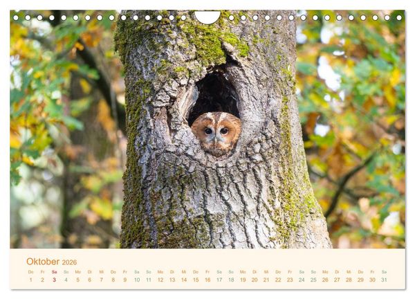 Produktbild: Eulen und M&auml;use (Wandkalender 2026 DIN A4 quer), CALVENDO Monatskalender