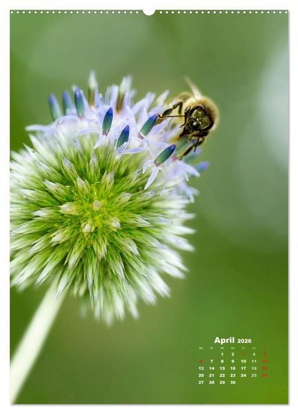 Produktbild: Ein Spaziergang &uuml;ber eine Sommerwiese (Wandkalender 2026 DIN A2 hoch), CALVENDO Monatskalender