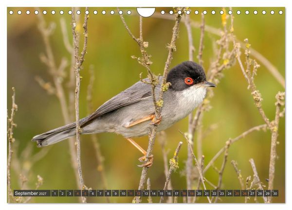 Produktbild: Die sch&ouml;nsten Brutv&ouml;gel Lanzarotes (Wandkalender 2027 DIN A4 quer), CALVENDO Monatskalender