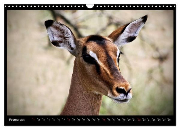 Produktbild: S&Uuml;DAFRIKA Augenblicke (Wandkalender 2026 DIN A3 quer), CALVENDO Monatskalender