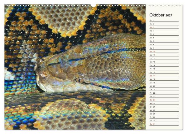 Produktbild: Gef&auml;hrliche Schlangen (hochwertiger Premium Wandkalender 2027 DIN A2 quer), Kunstdruck in Hochglanz