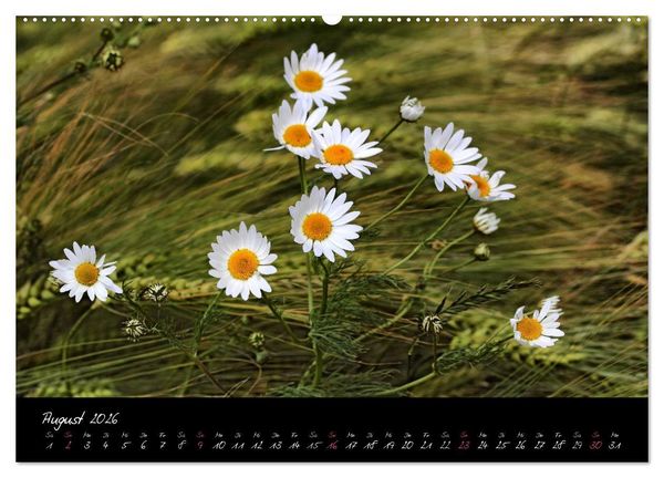 Produktbild: Zeit der Natur - Ein Augenblick zur Ewigkeit (hochwertiger Premium Wandkalender 2026 DIN A2 quer), Kunstdruck in Hochglanz