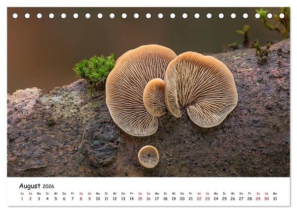Produktbild: Pilzgalerie - Heimische Pilze von ihrer sch&ouml;nsten Seite (Tischkalender 2026 DIN A5 quer), CALVENDO Monatskalender