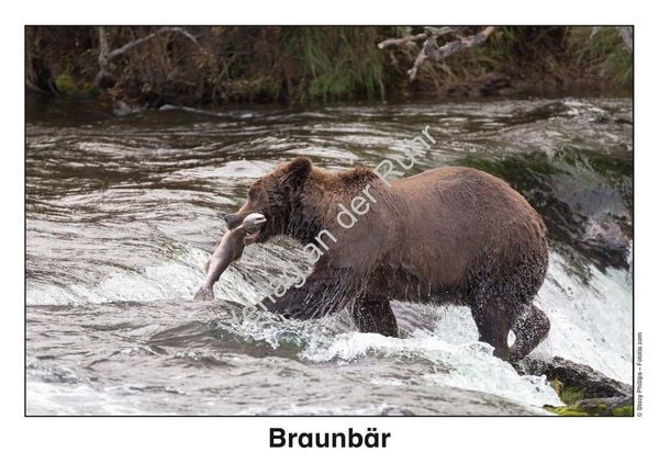 Produktbild: Waldtiere