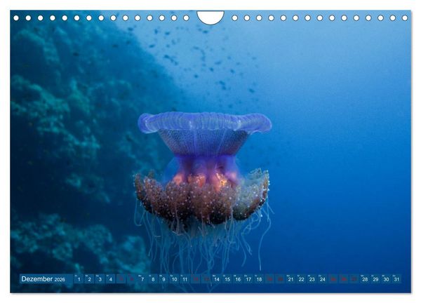 Produktbild: Farbenfrohes Meer (Wandkalender 2026 DIN A4 quer), CALVENDO Monatskalender