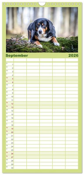 Produktbild: Familienplaner 2026 - Entlebucher Sennenhund - treue Freunde mit 5 Spalten (Wandkalender, 21 x 45 cm) CALVENDO
