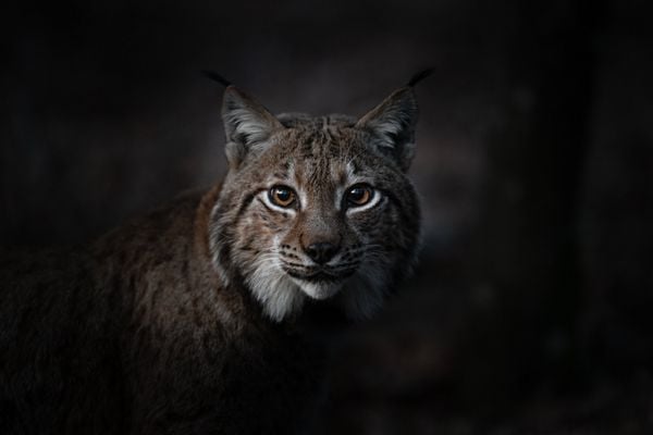Produktbild: Das Fl&uuml;stern der W&auml;lder