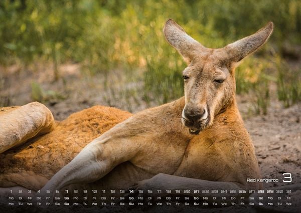 Produktbild: Australien - das Land der K&auml;ngurus - 2027 - Kalender DIN A2