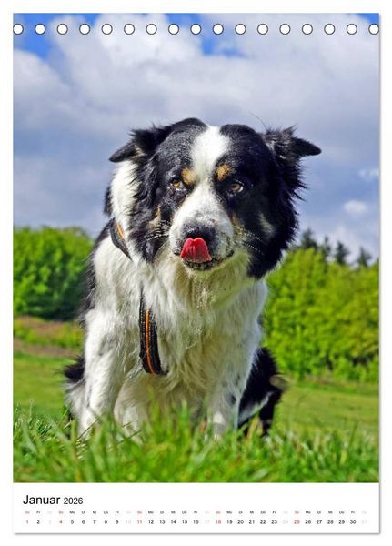 Produktbild: Hundefreunde (Tischkalender 2026 DIN A5 hoch), CALVENDO Monatskalender
