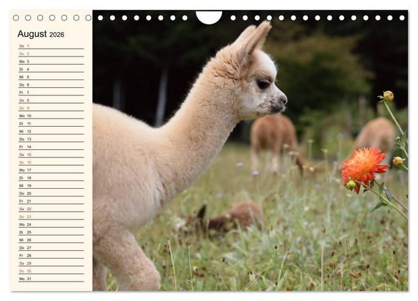 Produktbild: Alpakas im Blumenzauber (Wandkalender 2026 DIN A4 quer), CALVENDO Monatskalender