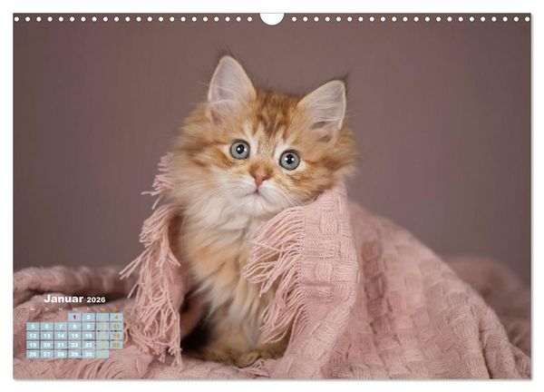 Produktbild: Die Kitten kommen. (Wandkalender 2026 DIN A3 quer), CALVENDO Monatskalender