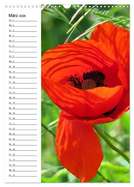 Produktbild: Mohn, zarte Bl&uuml;ten, starke Farben, der Geburtstagskalender (Wandkalender 2026 DIN A3 hoch), CALVENDO Monatskalender