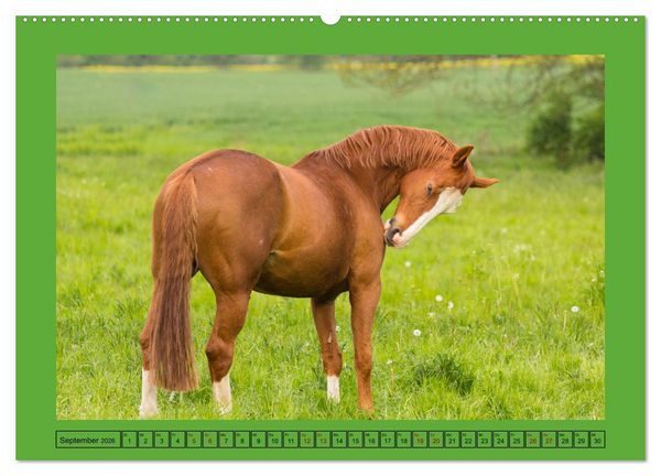 Produktbild: Pferde, das gr&ouml;&szlig;te Gl&uuml;ck auf dieser Erde (hochwertiger Premium Wandkalender 2026 DIN A2 quer), Kunstdruck in Hochglanz