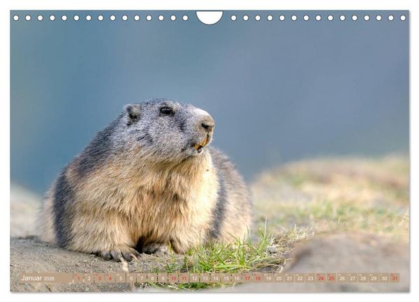 Produktbild: Alpenmurmeltiere in freier Wildbahn (Wandkalender 2026 DIN A4 quer), CALVENDO Monatskalender