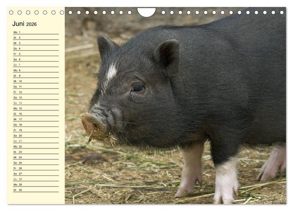 Produktbild: Von S&auml;uen die Schwein haben! (Wandkalender 2026 DIN A4 quer), CALVENDO Monatskalender