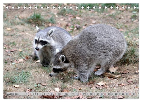 Produktbild: Der Waschb&auml;r - Der Maskentr&auml;ger in unseren W&auml;ldern (Tischkalender 2026 DIN A5 quer), CALVENDO Monatskalender