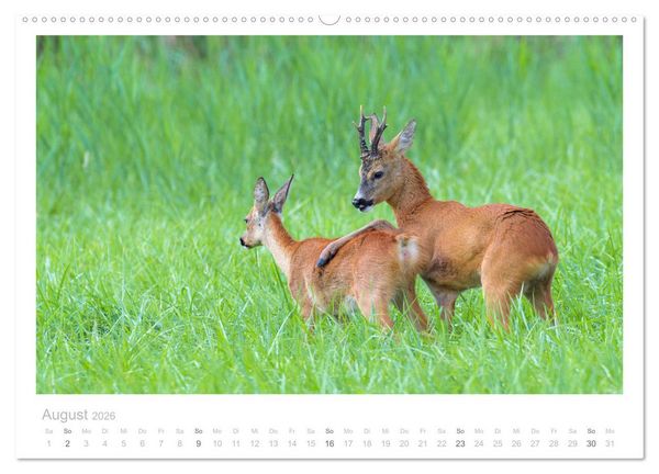 Produktbild: Rehwild 2026 (hochwertiger Premium Wandkalender 2026 DIN A2 quer), Kunstdruck in Hochglanz