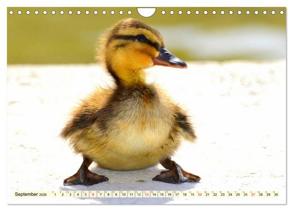 Produktbild: Enten. Beliebt, h&uuml;bsch und imposant (Wandkalender 2026 DIN A4 quer), CALVENDO Monatskalender