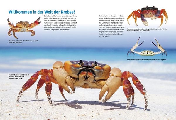 Produktbild: Entdecke die Krebse