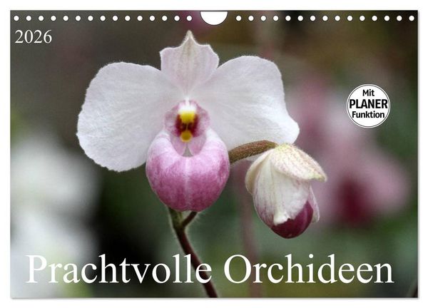 Produktbild: Prachtvolle Orchideen (Wandkalender 2026 DIN A4 quer), CALVENDO Monatskalender
