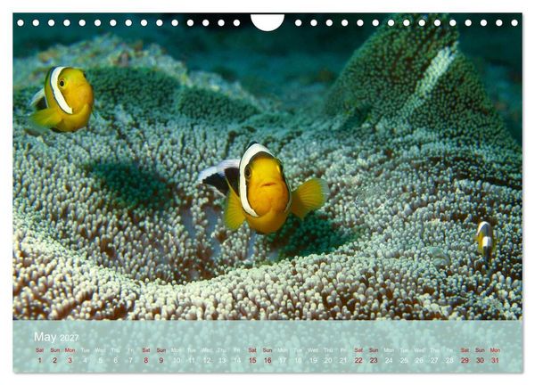 Produktbild: Anemonefish - always busy - always on the move (Wall Calendar 2027 DIN A4 landscape), CALVENDO 12 Month Wall Calendar
