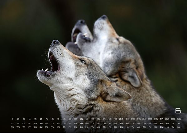 Produktbild: Wolf &ndash; Im Schatten des Waldes - 2027 - Kalender DIN A3