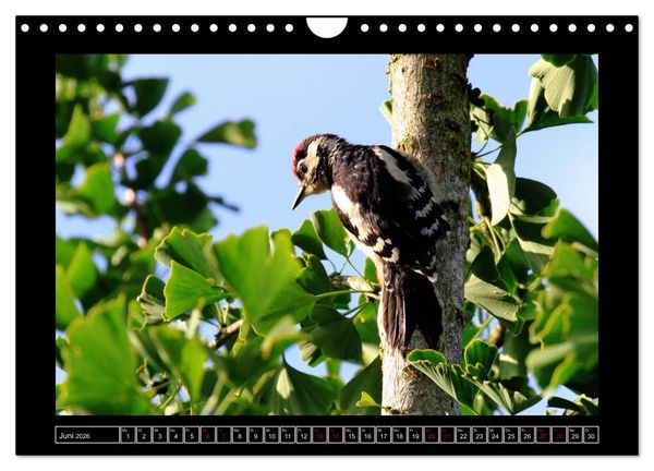 Produktbild: Niederrheinische Vogelwelt (Wandkalender 2026 DIN A4 quer), CALVENDO Monatskalender