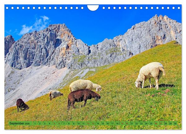 Produktbild: Auf Weidefl&auml;chen und Hochweiden (Wandkalender 2026 DIN A4 quer), CALVENDO Monatskalender