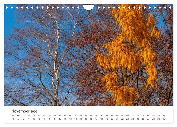 Produktbild: B&auml;ume - Wunder der Natur (Wandkalender 2026 DIN A4 quer), CALVENDO Monatskalender
