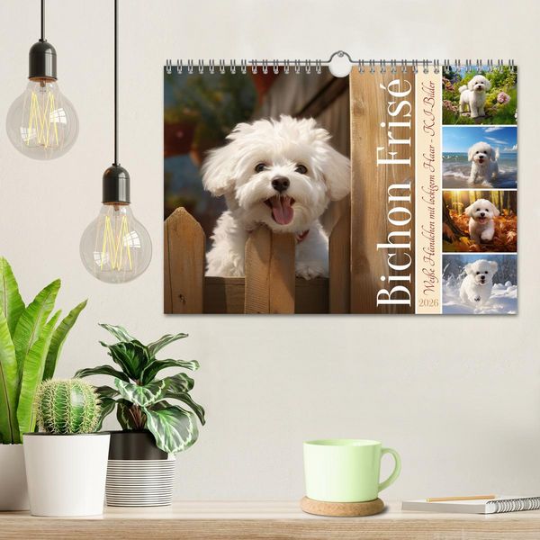 Produktbild: Bichon fris&eacute;, wei&szlig;e H&uuml;ndchen mit lockigem Haar (Wandkalender 2026 DIN A4 quer), CALVENDO Monatskalender