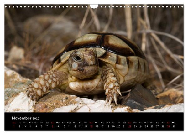 Produktbild: European Tortoises / UK-Version (Wall Calendar 2026 DIN A3 landscape), CALVENDO 12 Month Wall Calendar