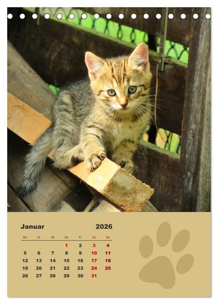 Produktbild: Wilde T&auml;tzchen, kleine wilde Katzen entdecken die Welt (Tischkalender 2026 DIN A5 hoch), CALVENDO Monatskalender