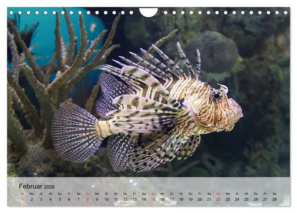 Produktbild: In der Meerestiefe. Fische und Korallen im ewigen Blau (Wandkalender 2026 DIN A4 quer), CALVENDO Monatskalender
