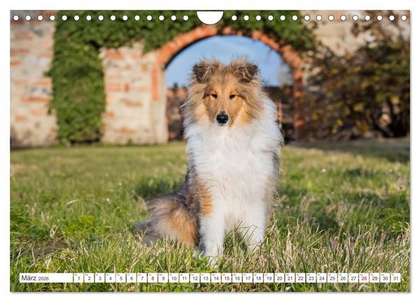 Produktbild: Der Collie - ein Hund f&uuml;rs Herz (Wandkalender 2026 DIN A4 quer), CALVENDO Monatskalender