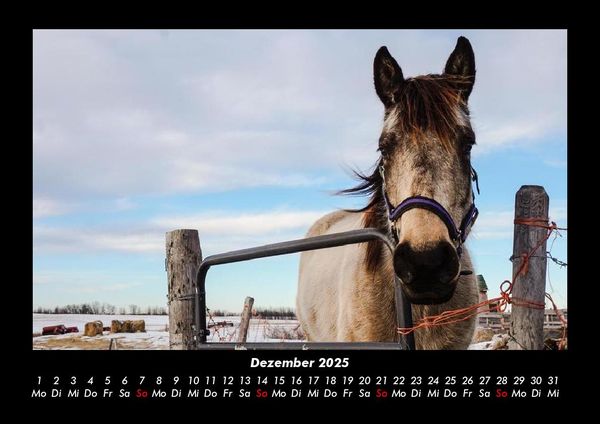 Produktbild: Pferdegefl&uuml;ster 2025 Fotokalender DIN A3