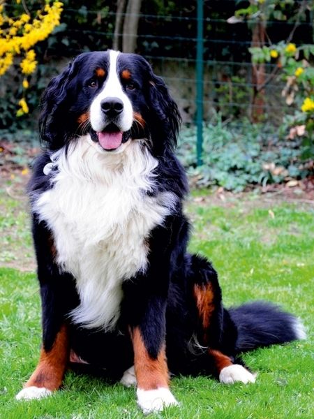 Produktbild: CALVENDO Puzzle Ein Motiv aus dem Kalender B&Auml;R - Der Berner Sennenhund | 1000 Teile Lege-Gr&ouml;&szlig;e 64x48cm Foto-Puzzle f&uuml;r gl&uuml;ckliche Stunden