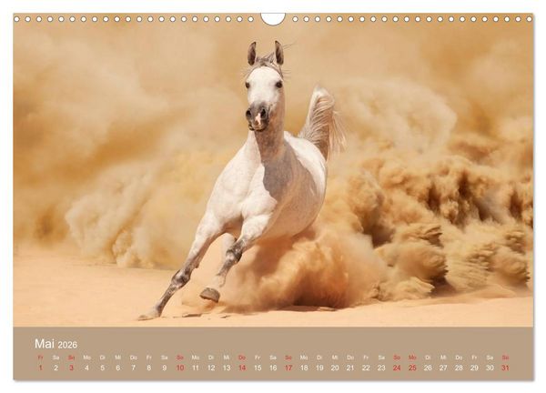 Produktbild: Pferde &bull; Araber im W&uuml;stensand (Wandkalender 2026 DIN A3 quer), CALVENDO Monatskalender