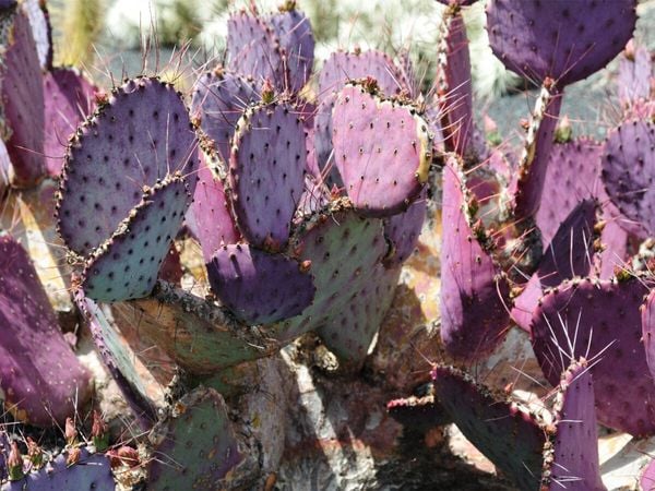 Produktbild: CALVENDO Puzzle Opuntia Macrocentra, Mexico | 1000 Teile Lege-Gr&ouml;&szlig;e 64x48cm Foto-Puzzle f&uuml;r gl&uuml;ckliche Stunden