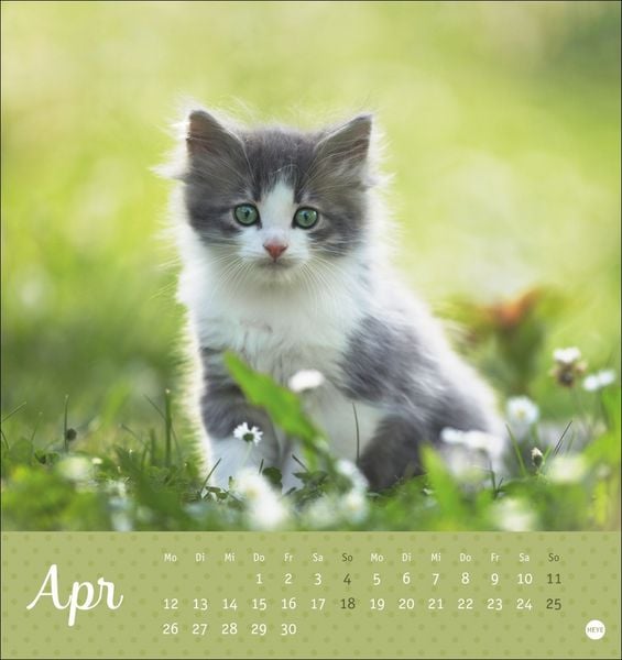 Produktbild: Katzen Postkartenkalender Kleine Tiger 2027