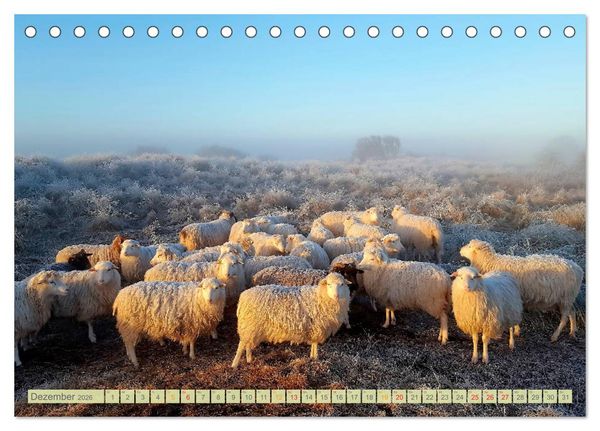 Produktbild: Mein Ostfriesland (Tischkalender 2026 DIN A5 quer), CALVENDO Monatskalender